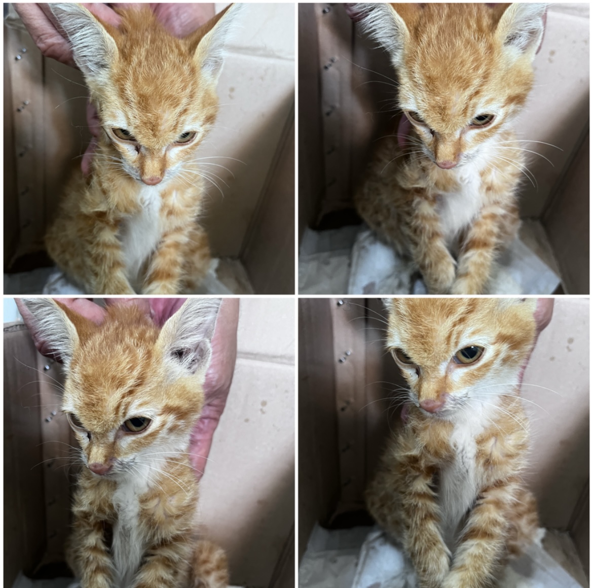 천안시유기동물보호소_444449202302160